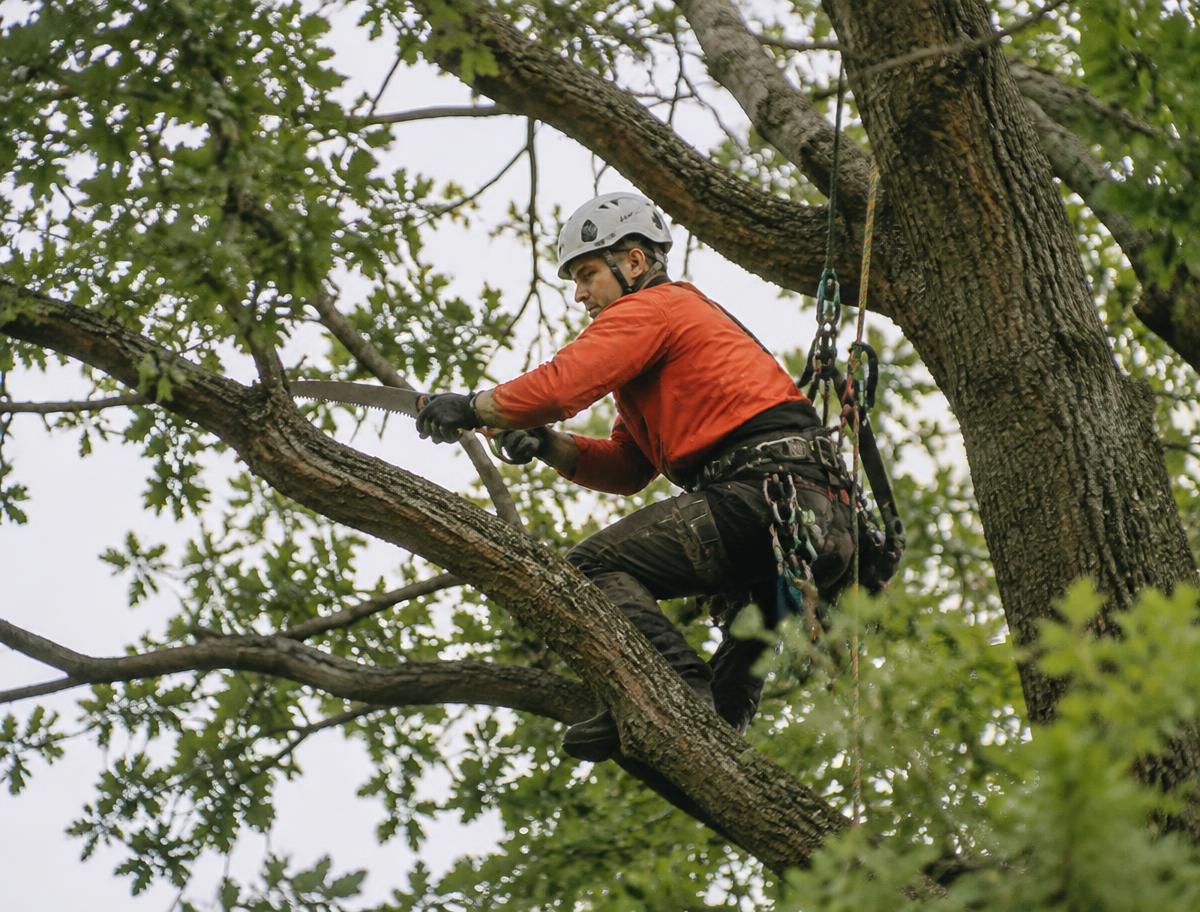 Pruning