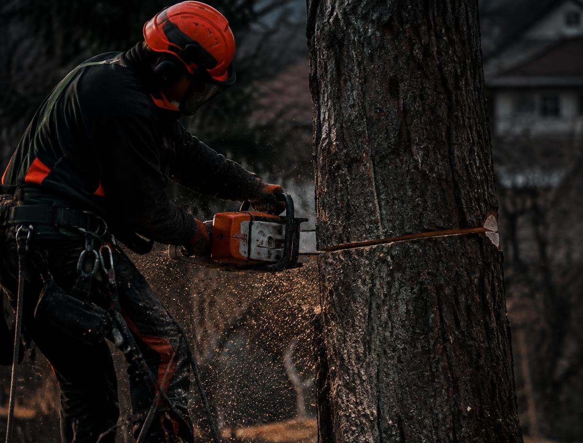 Tree removal